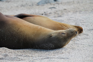 La Lobería – sea lions & marine iguanas