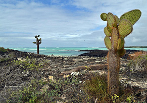 Garrapatero Beach by kayak